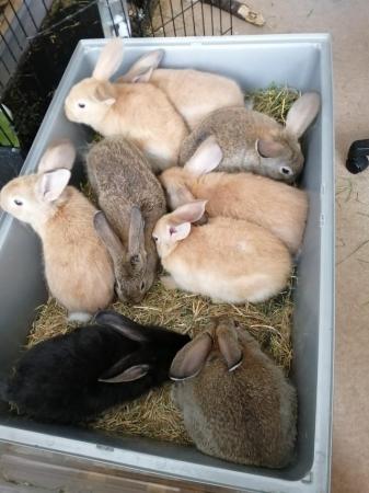 Image 6 of CUTE REX RABBITS ARE LOOKING FOR A LOVELY HOME