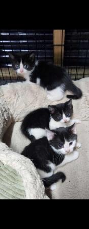 Image 4 of 9 week old kittens for sale