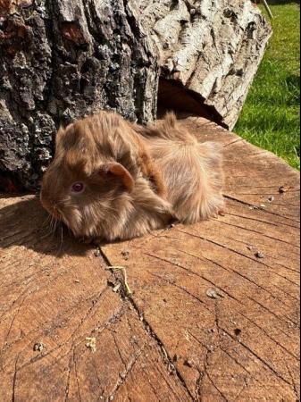 Image 15 of 4 x  Pretty long haired female guinea pigs.