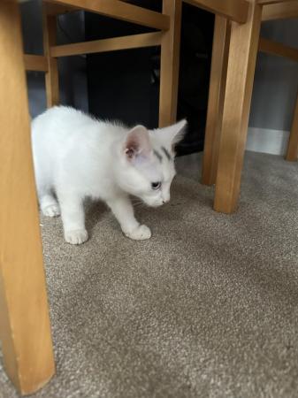 Image 4 of 14 Week Old White Male Kitten