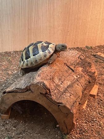 Image 4 of Herman’s Tortoise for sale including all set up