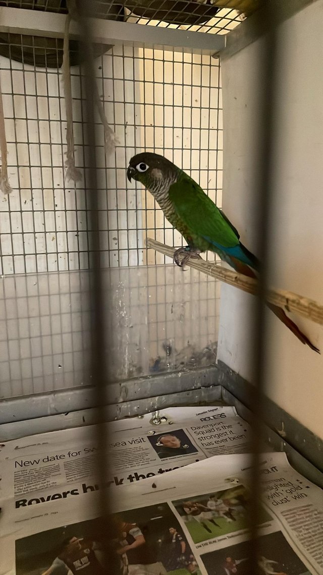 Preview of the first image of 2023 rung conure steady bird ready to train.