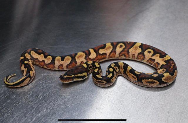 Preview of the first image of Hurricane Calico Enchi Yellow Belly Female.