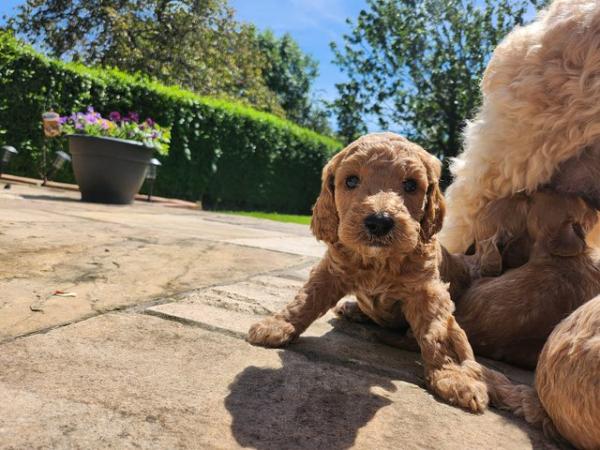 Image 19 of GORGEOUS COCKAPOO PUPPIES FOR SALE