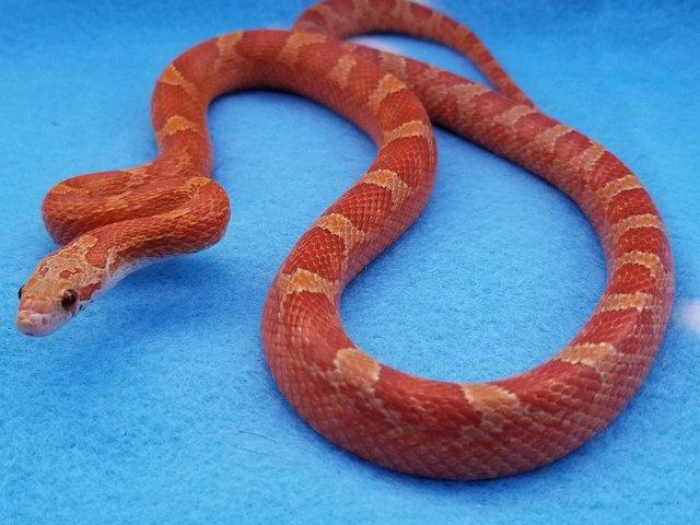 Preview of the first image of FOR SALE - 2022 Corn Snakes ultramel diffused granite pied.