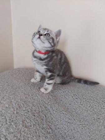 Image 9 of BSH Classic Silver Tabby