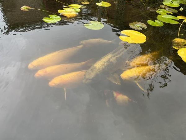 Image 8 of 9 Koi pond fish - £25 each