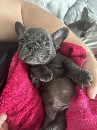 Image 3 of Absolutely stunning litter of French bulldogs.