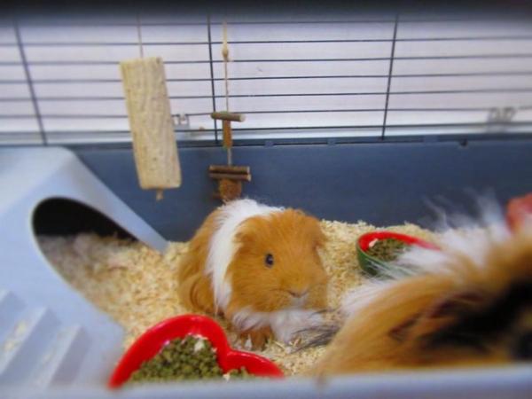 Image 6 of 2 male long haired guinea pigs looking for a new home
