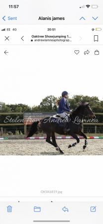 Image 2 of 14.2 h pony for sale Bally