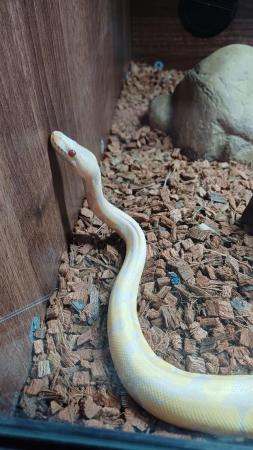 Image 5 of 19 month old albino royal python