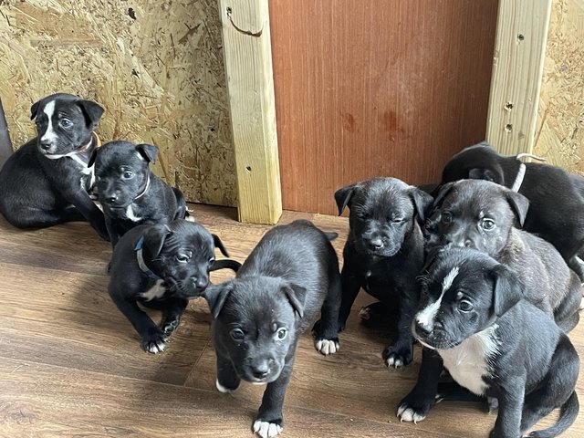 Cheap staffies for sales sale