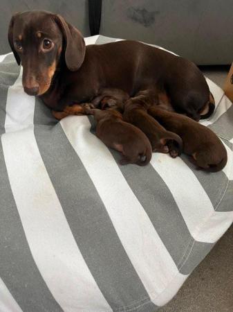 Image 2 of KC Smooth Haired Miniature Dachshund Puppies