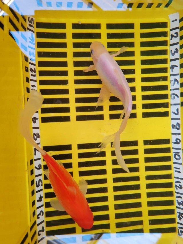 Preview of the first image of POND FISH BREEDING PAIR LONGFIN GOLDFISH 9 INCH.