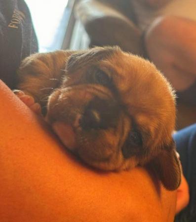 Image 4 of Cavalier x frenchie puppies for sale royal frenchels
