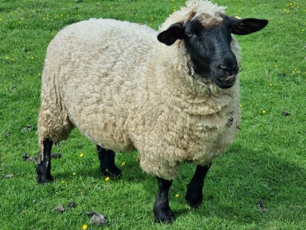 Image 1 of 5 Hampshire cross breeding Ewes