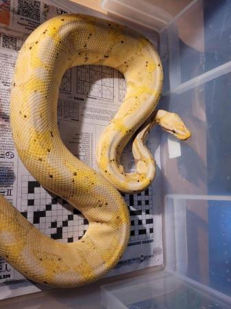 Image 5 of Breeding Size Royal Python Morphs collection (M/F) for sale