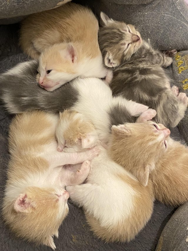 Preview of the first image of 6 Beautiful Kittens looking for their forever homes..