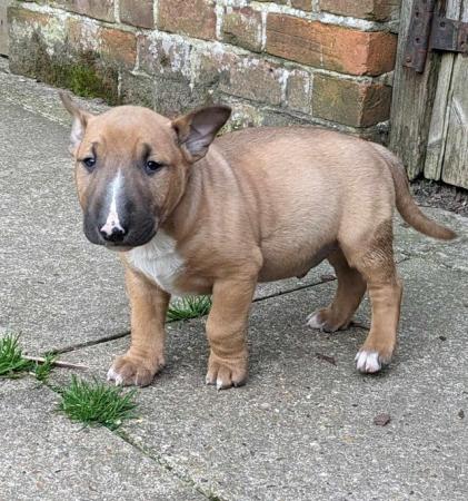 Image 2 of QUALITY K.C. REG PUPS READY NOW
