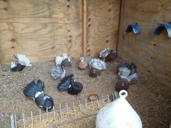 Image 1 of Indian fantail pigeons mixed colours