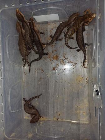 Image 5 of Northern blue tongue skinks