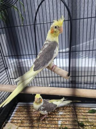 Image 5 of Cockatiel chicks available