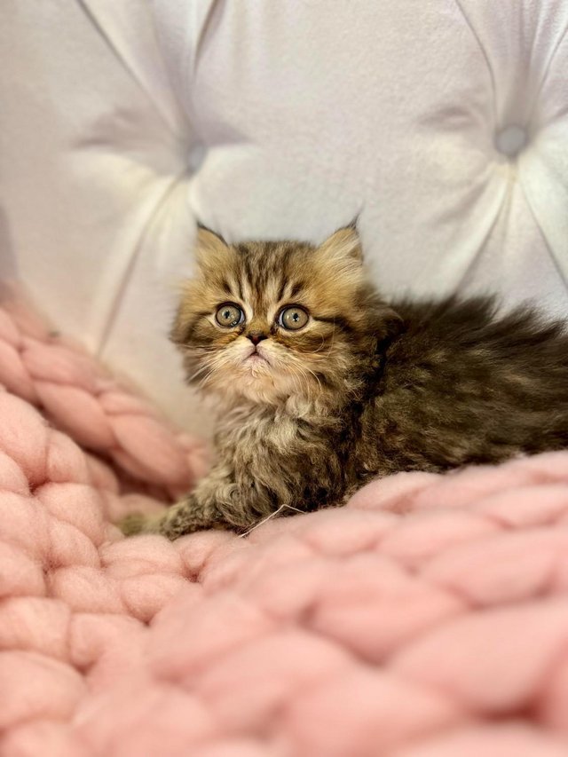 Preview of the first image of **Star ** 5 gen pedigree Persian kittens ***.