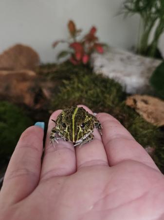 Image 4 of Baby African Bullfrog and Pacman for sale