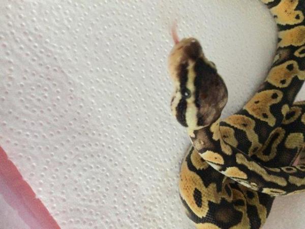 Image 5 of Pastel Mojave het ghost baby ball python