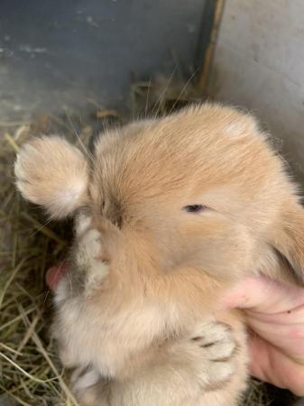 Image 2 of BABY MINI LOPS LOOKING FOE EVER HOMES