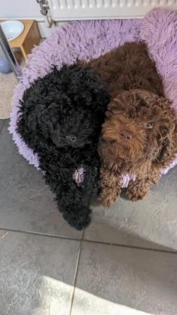 Image 1 of Charming F1B Cockapoo Puppies: 2 Bundles of Joy for sale