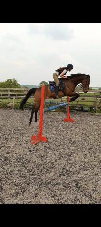 Image 1 of 16.2 gelding, ex racer project for sale