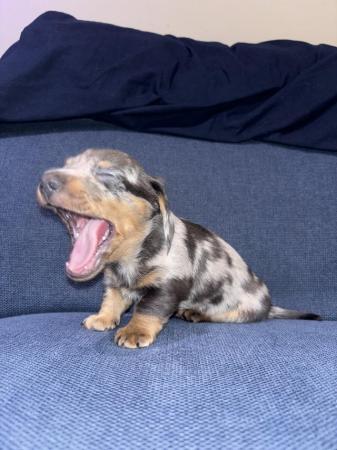 Image 8 of miniature dachshund puppies