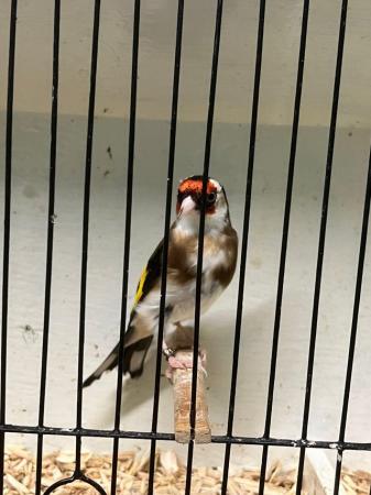 Image 6 of British goldfinch Chevron