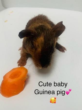 Image 3 of Guinea pigs ready  to rehome 2nd June