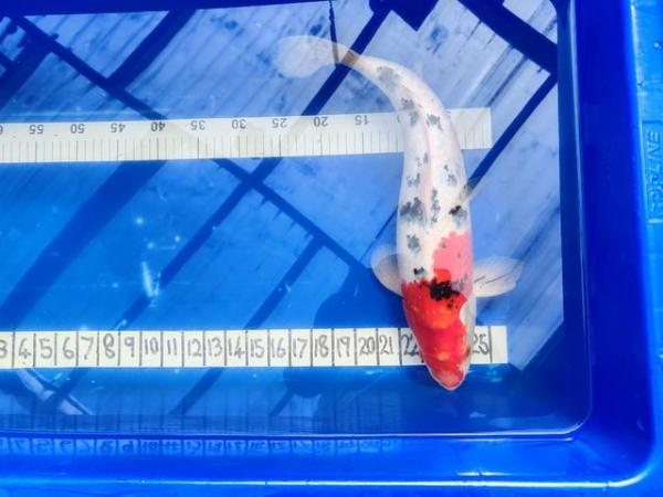 Image 4 of LARGE JAPANESE KOI AT 19 INCH OR 480MM BEAUTIFUL FISH