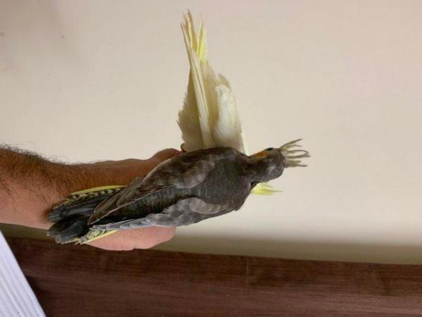 Image 4 of Hand Reared Gorgeous Cockatiel SOLD