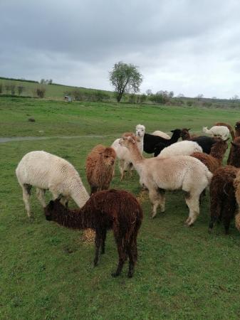 Image 1 of Alpaca herd of 17 females for sale.