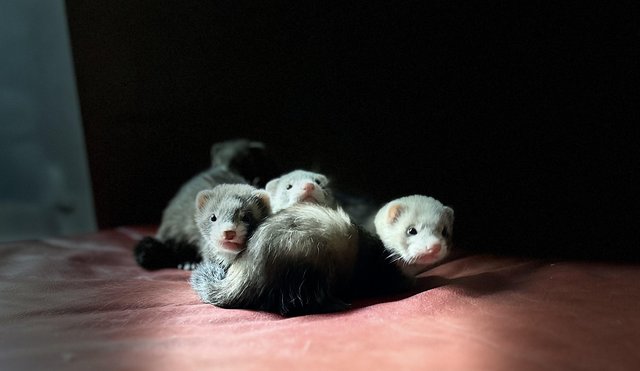 Image 3 of Ferret kits for sale 1 albino hob 2 polecat Jill’s
