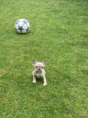 Image 6 of KC registered French Bulldogs