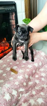 Image 9 of Pug puppies. Ready to go!!!