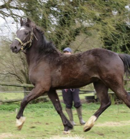 Image 4 of Exceptional smoky blackd colt with amazing lines