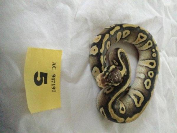 Image 1 of Pastel Mojave het ghost baby python
