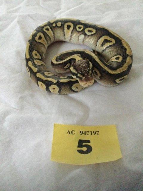 Preview of the first image of Pastel Mojave het ghost baby python.