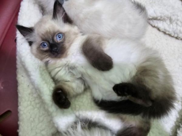 Image 2 of 6 Ragdoll boys ready to new home