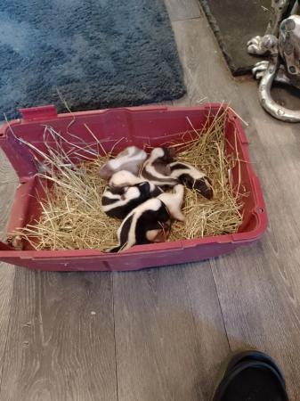 Image 2 of Skunks for sale 2 weeks old