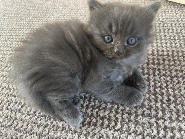 Preview of the first image of 6 week old pure breed male kitten.