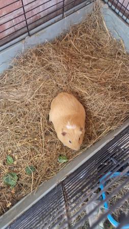 Image 5 of Male Guinea pig looking for a home