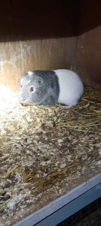 Image 2 of 35 a pair Beautiful guineas pigs for sale.4 boys