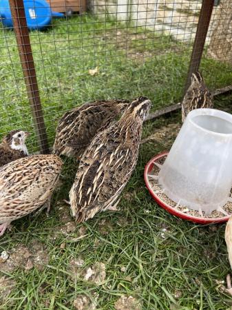 Image 5 of 16 week old Coturnix quail male and female